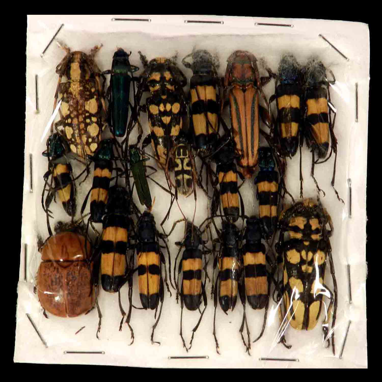 L'Arca di Noè - Lot 20 Collectible Cerambycidae Thailand (1